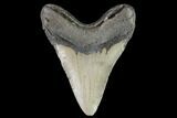 Bargain, Fossil Megalodon Tooth - North Carolina #92449-1
